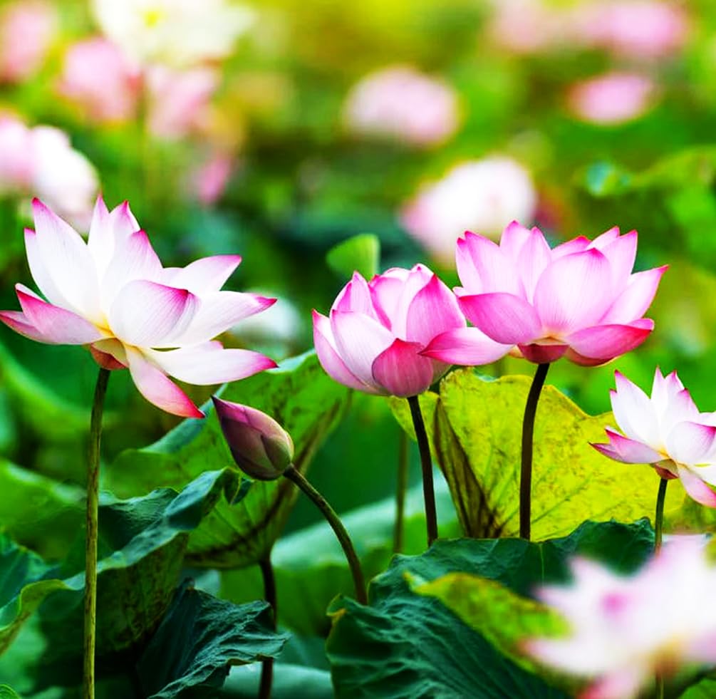 Bulborium Garden pond display with these seeds enhances outdoor ambience