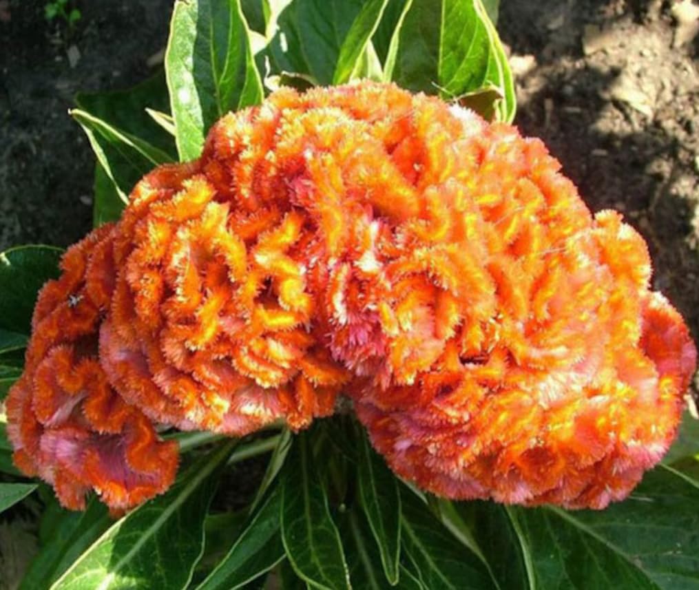 BULBORIUM Cristata seeds planted in garden rows for dense color.