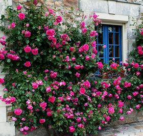Bulborium garden setup with roses and supporting structures for vertical beauty.