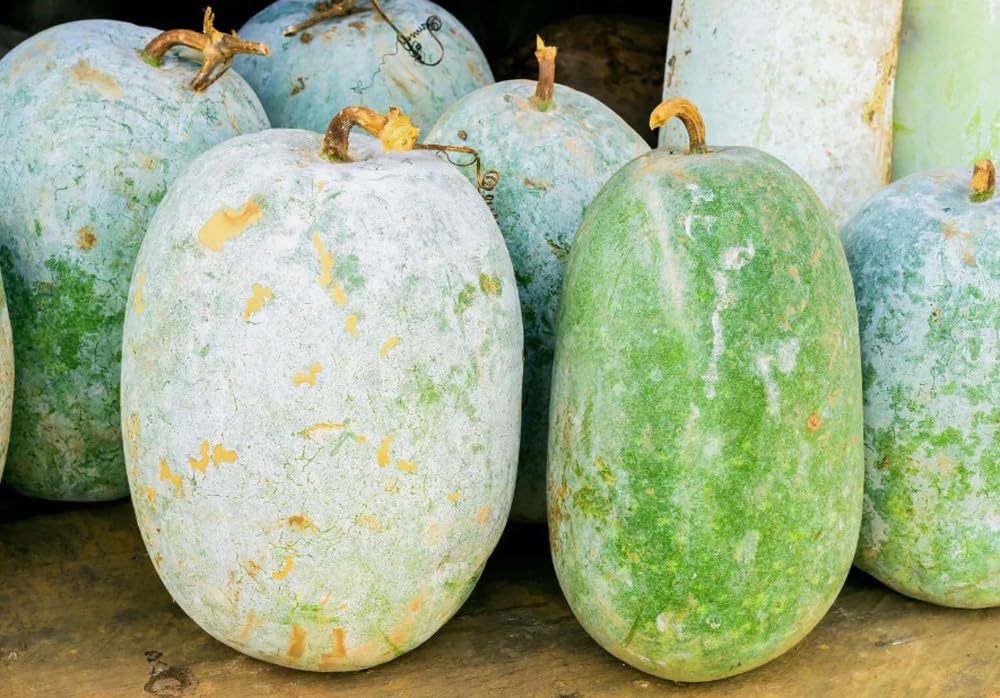 Bulborium giant round wax gourd harvest; showcases a sizable fruit great for veggie soups and stews