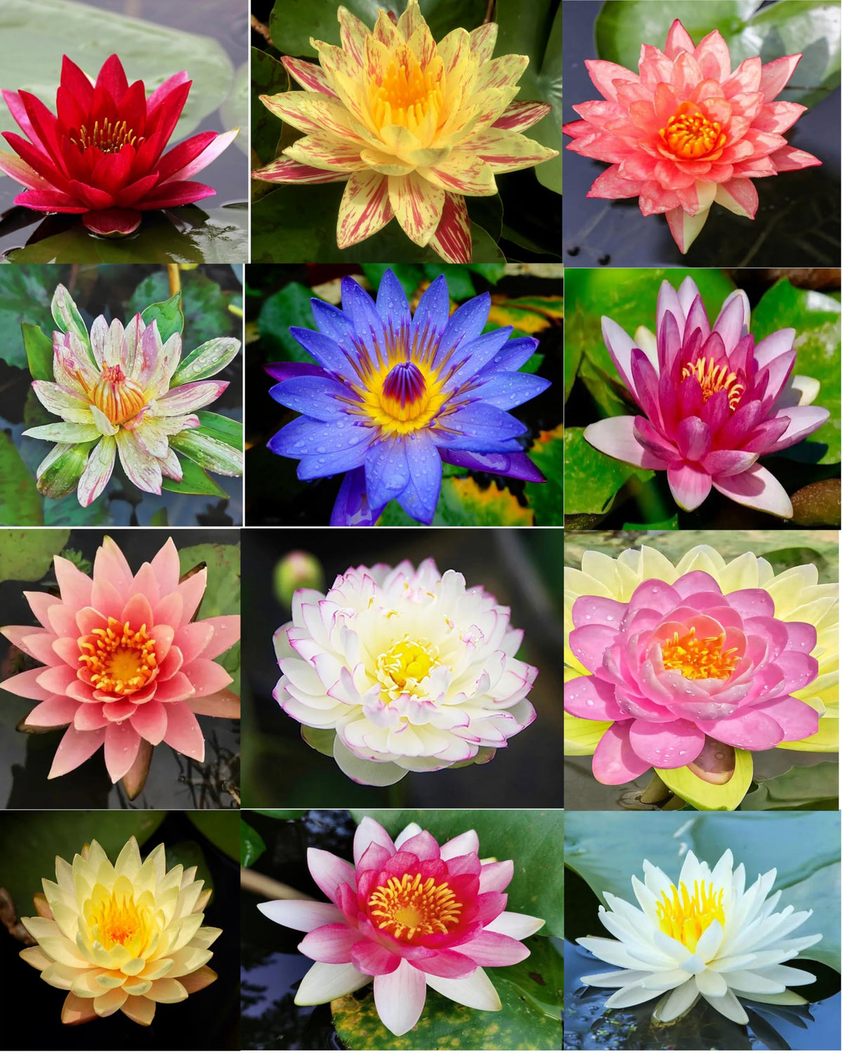 Bulborium Gift pack lotus seeds ready to delight plant lovers