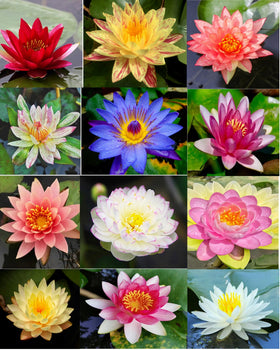 Bulborium Gift pack lotus seeds ready to delight plant lovers
