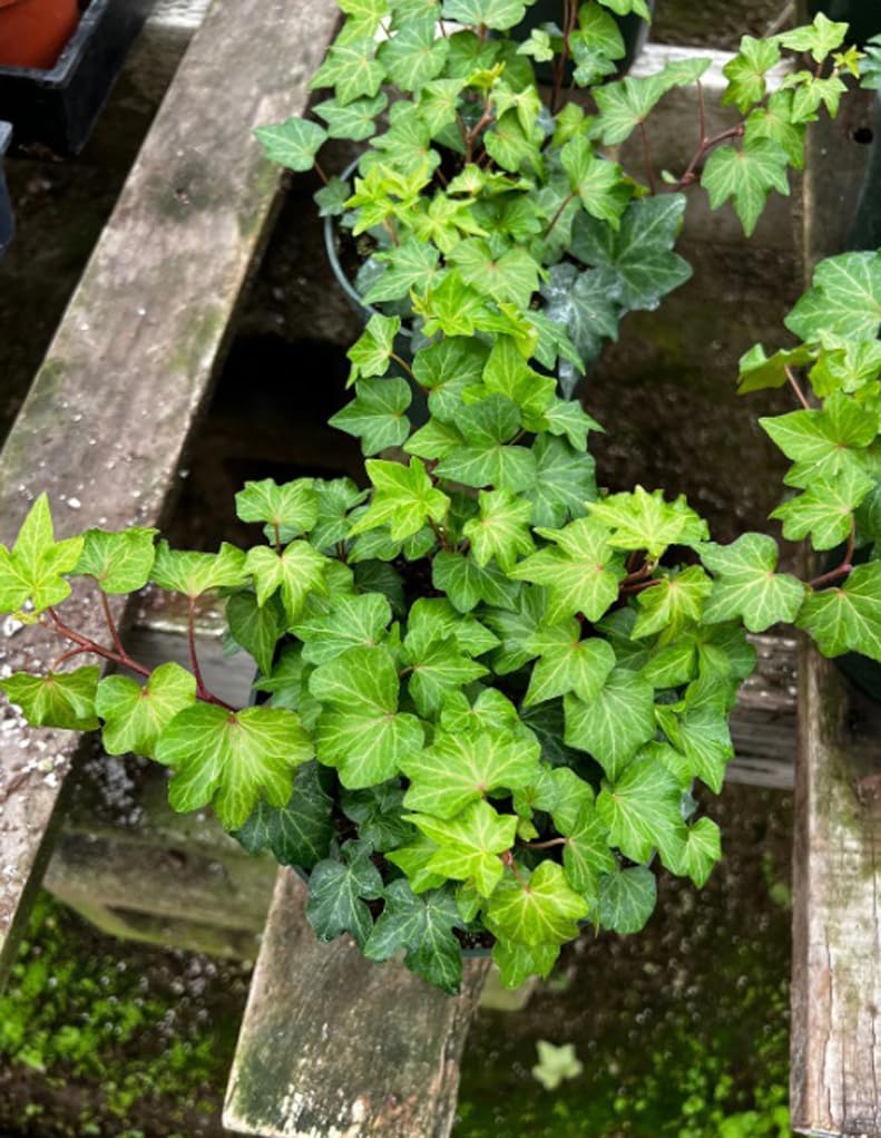 Bulborium ivy seeds germination progress for rapid indoor vine growth