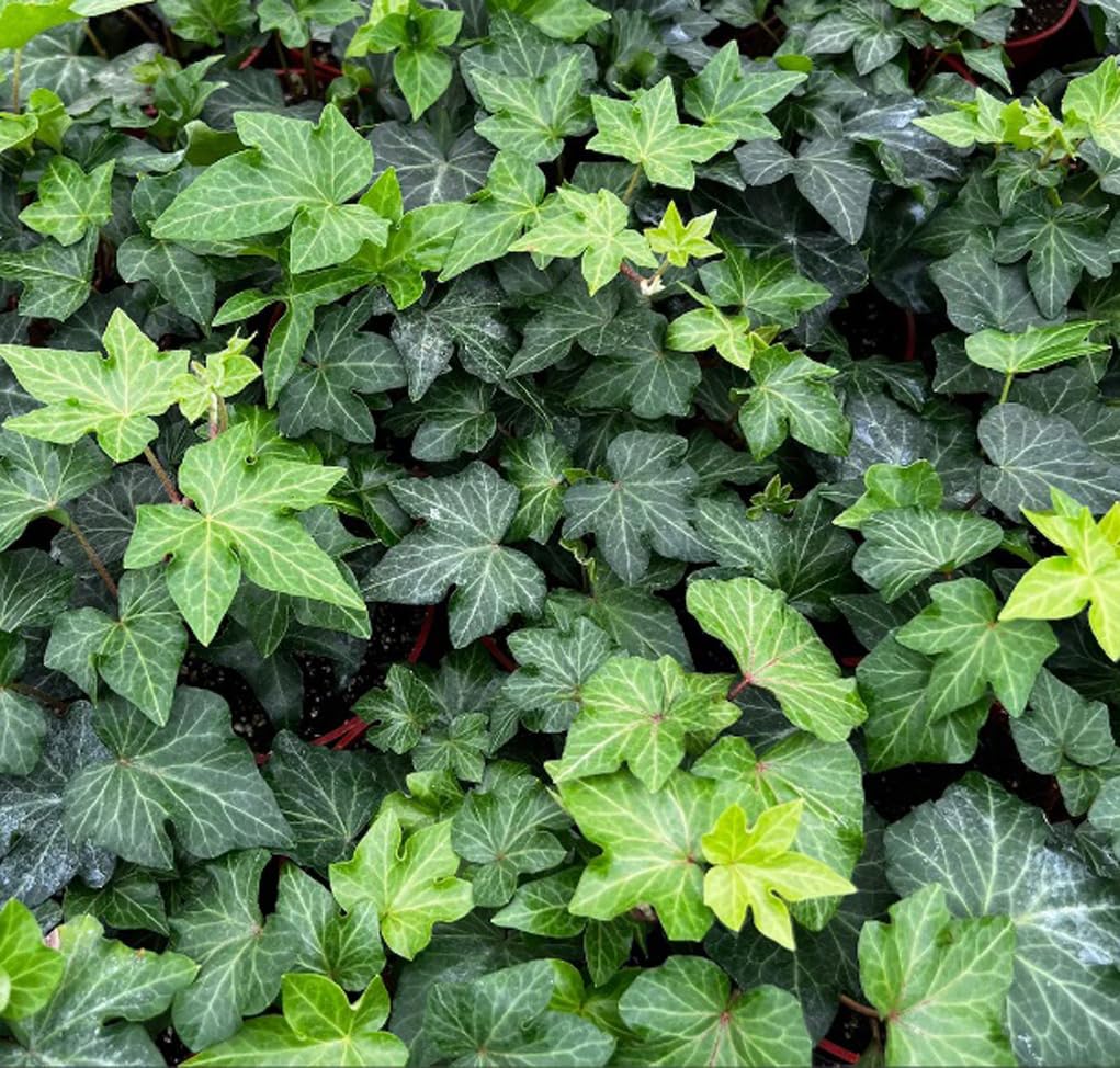Bulborium Hedera helix seeds pack ready for easy planting and growth