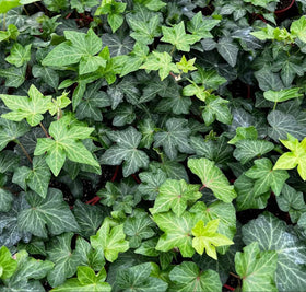 Bulborium Hedera helix seeds pack ready for easy planting and growth