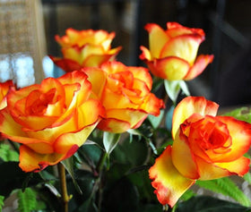 BULBORIUM heirloom roses add timeless elegance to any garden