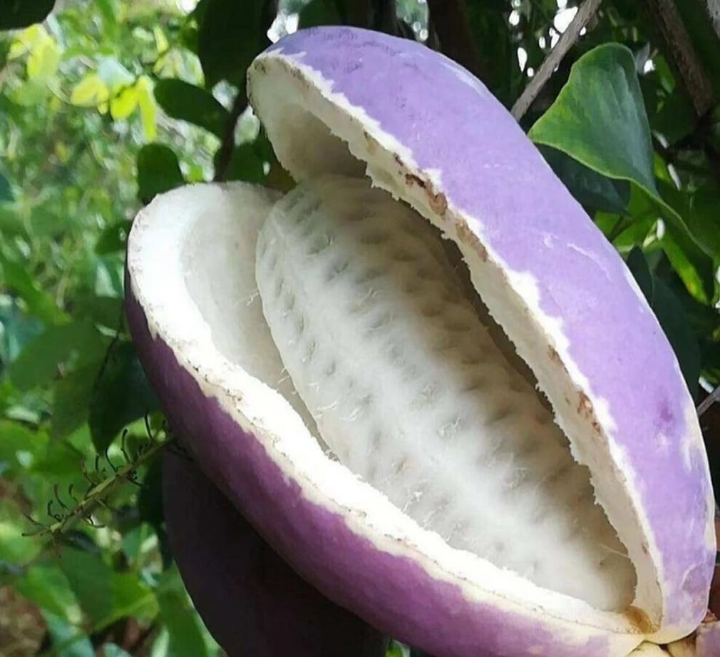 Bulborium Holboellia latifolia edible fruit potential on a decorative chocolate vine.