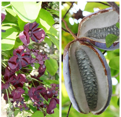 Bulborium Holboellia latifolia seeds pack ready for planting with edible fruit potential.