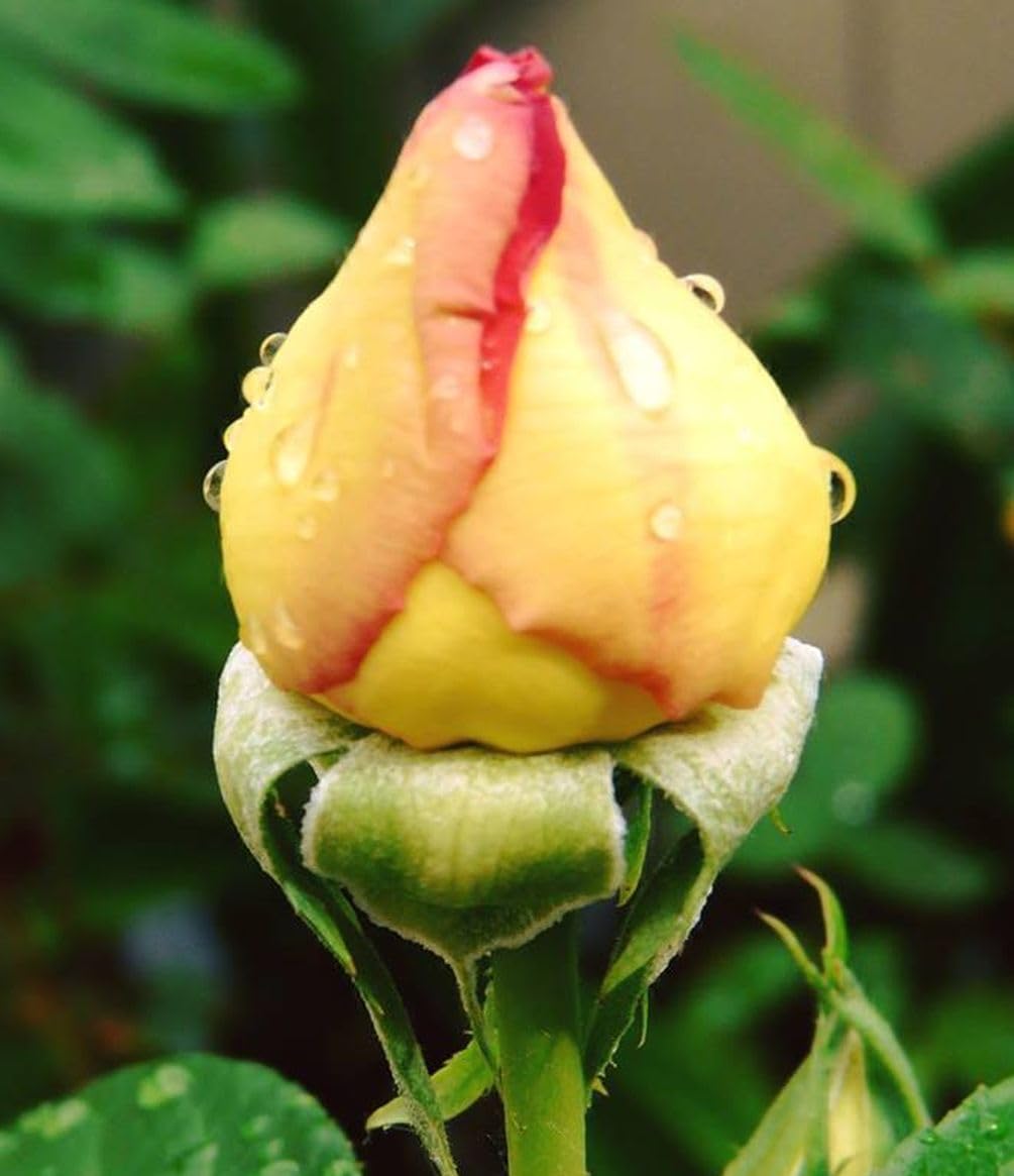 BULBORIUM hybrid climbing rose seeds for breathtaking vertical blooms