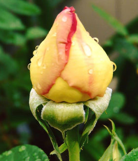 BULBORIUM hybrid climbing rose seeds for breathtaking vertical blooms