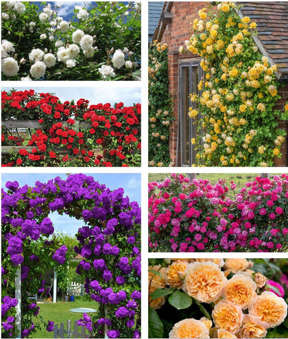 Bulborium hybrid climbing rose seeds pack close-up showing mixed colors for a vibrant garden.