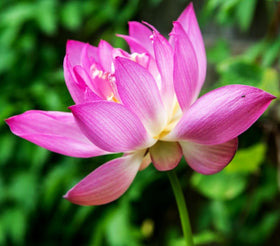 Bulborium Lotus seeds closeup bloom shows vibrant petals and glossy leaves