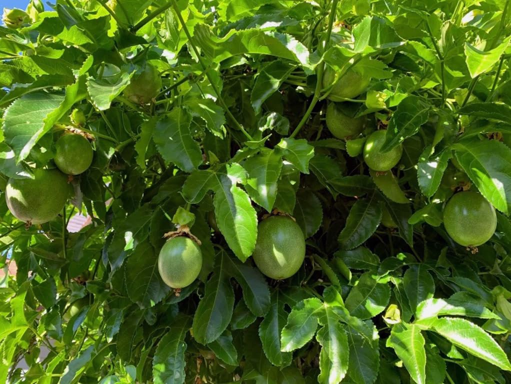 Bulborium Passiflora edulis vine seeds shown with trellis setup for climber-friendly growing.