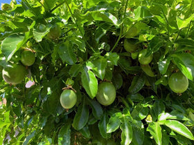 Bulborium Passiflora edulis vine seeds shown with trellis setup for climber-friendly growing.