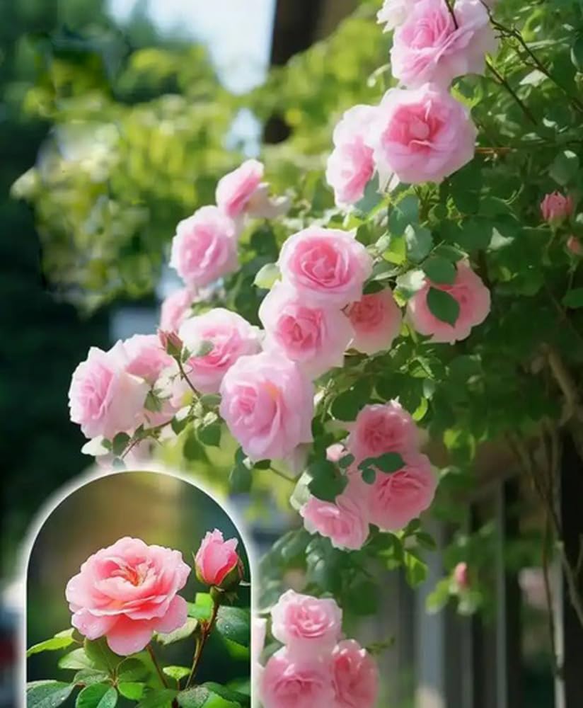 Bulborium pink climbing rose seeds for privacy screens and pollinator-friendly gardens.