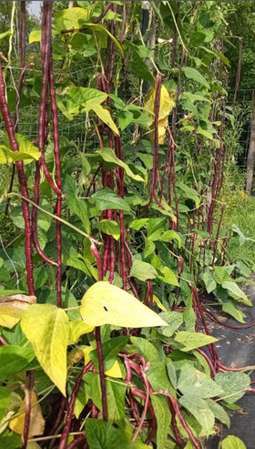 Close-up of Bulborium seeds showing vibrant purple-red yard-long bean focus