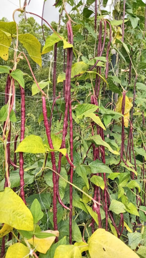 Seed packet view with Bulborium branding encouraging easy start for productive long beans