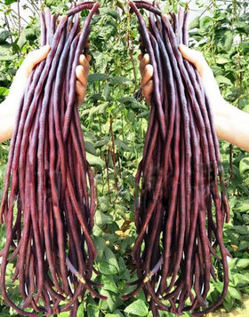 Bulborium Purple Red Yard Noodle Bean seeds pack ready for garden planting