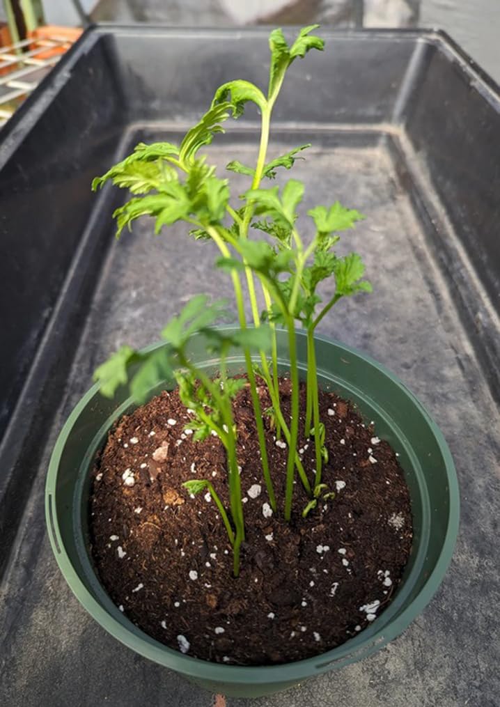 BULBORIUM Ranunculus bulbs radiant charm add visual interest to beds.