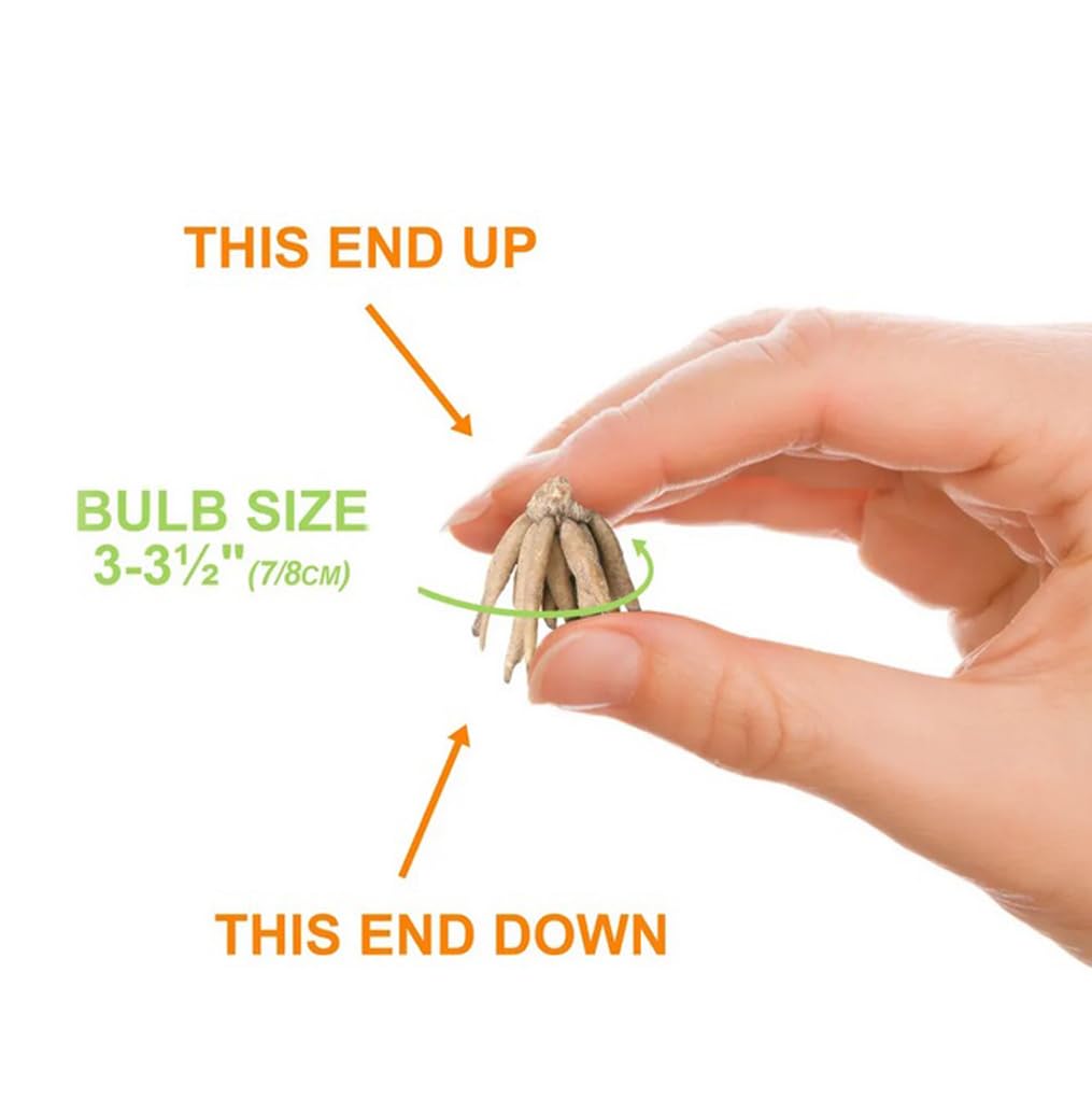 BULBORIUM Ranunculus bulbs spring-to-summer blooms in warm climates possible.