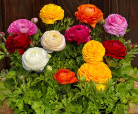 BULBORIUM Ranunculus bulbs fall planting boost vibrant spring color in garden beds.