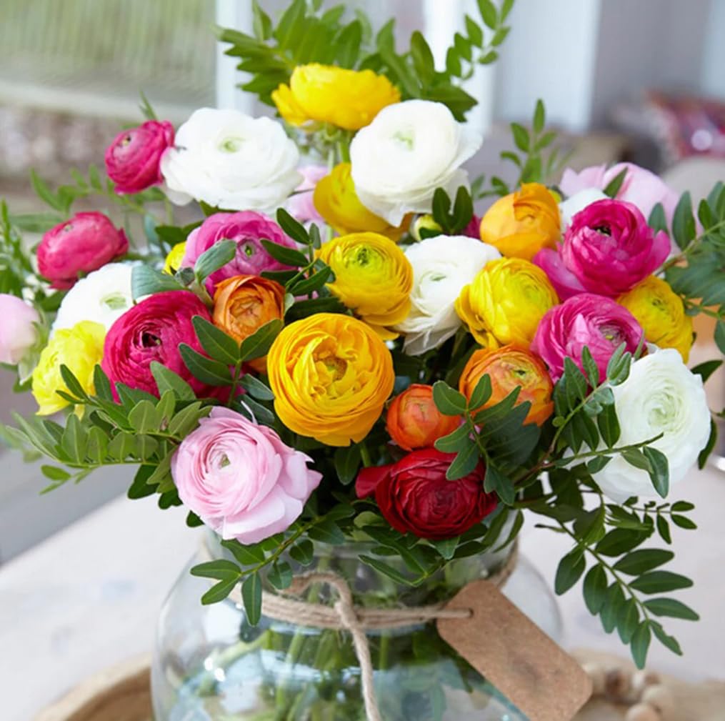 BULBORIUM Ranunculus bulbs 12-24 inch stems ideal for cut flower arrangements.