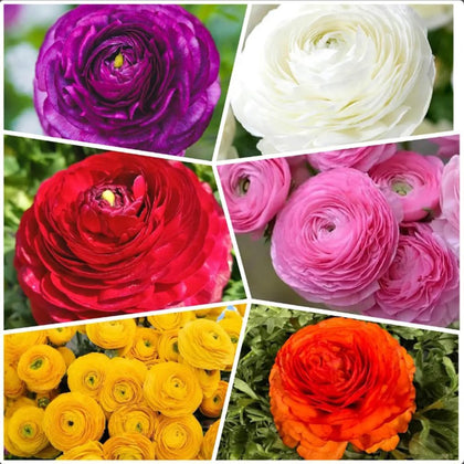 BULBORIUM Ranunculus bulbs mixed colors ready for fall planting for early spring blooms.