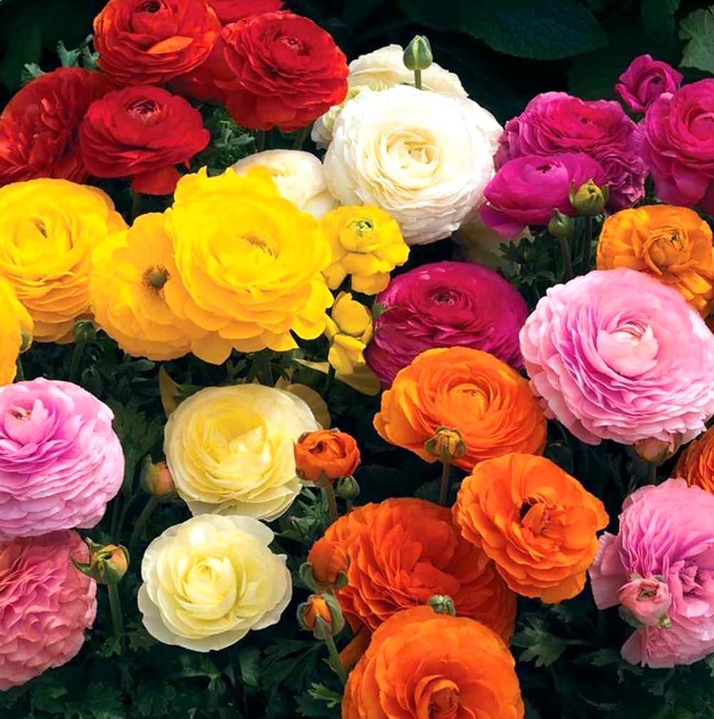 BULBORIUM Ranunculus bulbs full-sun, well-drained soil thrive for best performance.