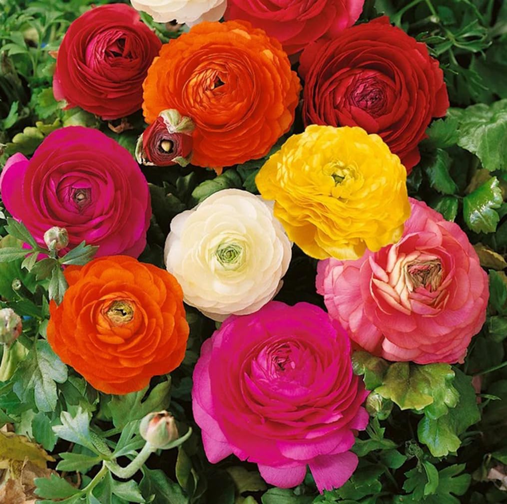 BULBORIUM Ranunculus bulbs peony-shaped blooms brighten borders in spring.