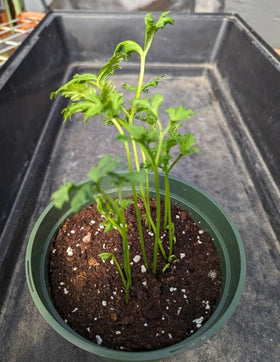 BULBORIUM Ranunculus easy-store bulbs simplify seasonal planning and storage.