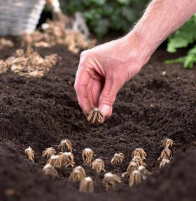 BULBORIUM Ranunculus hardy zones, ideal for fall or spring planting.
