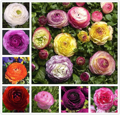 BULBORIUM Ranunculus mixed colors bulbs add vibrant borders to outdoor beds.