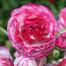 BULBORIUM Ranunculus adds seasonal color to gardens and events.