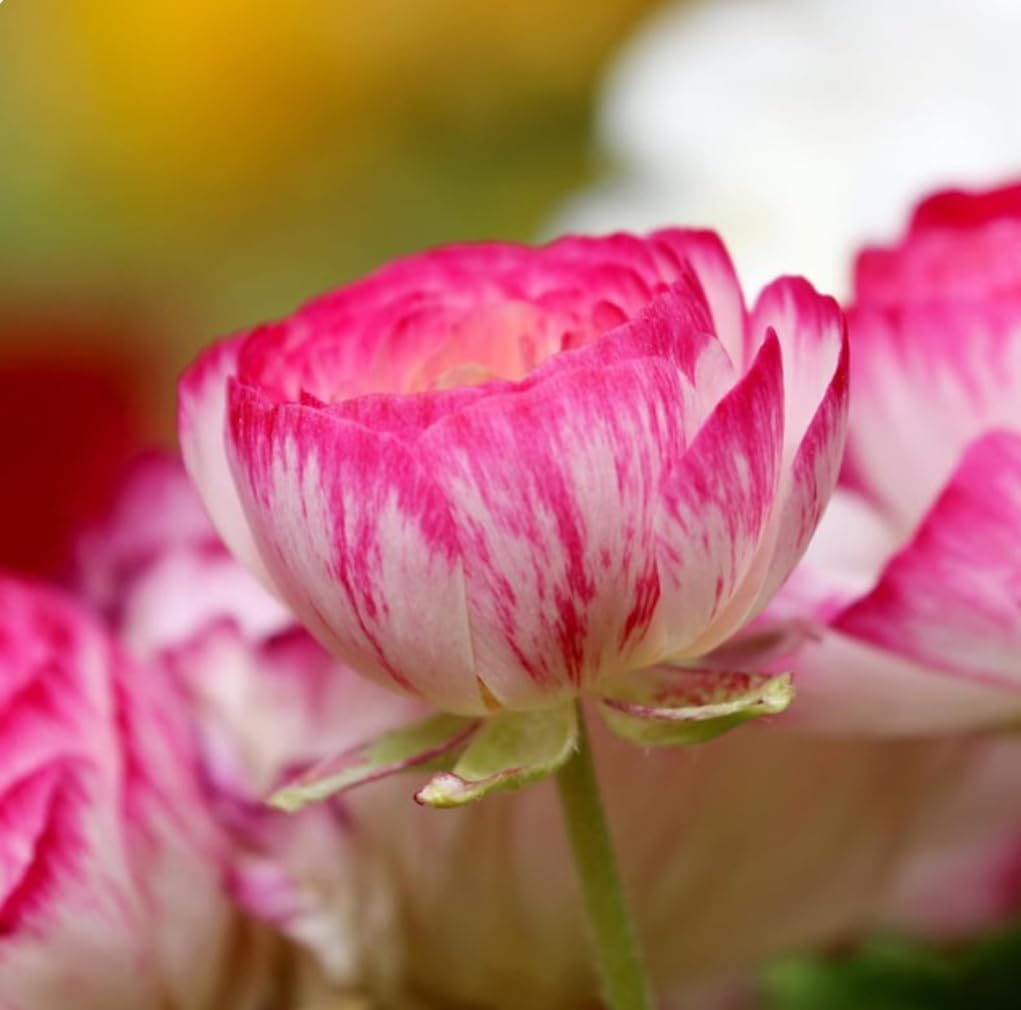BULBORIUM Ranunculus grow well in containers and beds for versatile displays.