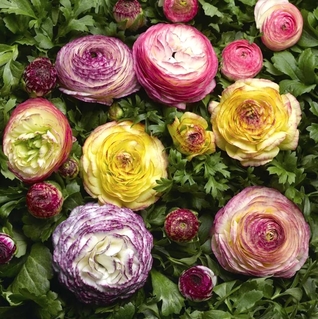 BULBORIUM Ranunculus wake-and-soak bulbs promoting quicker spring blooms.