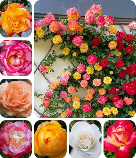 BULBORIUM rare pink red purple yellow rose seeds for vibrant garden color