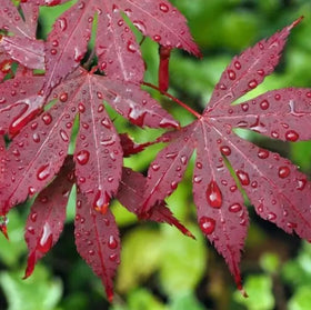 Bulborium red Japanese maple seeds prepared for ornamental landscaping and bonsai projects