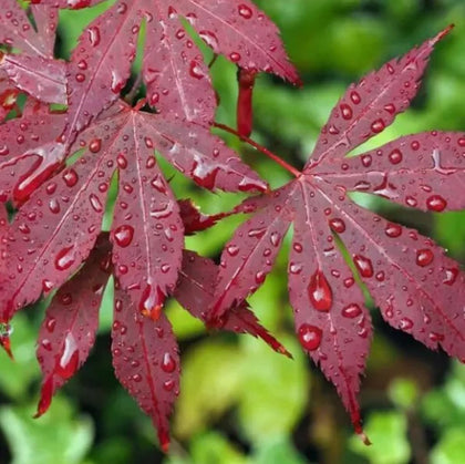 Bulborium red Japanese maple seeds prepared for ornamental landscaping and bonsai projects