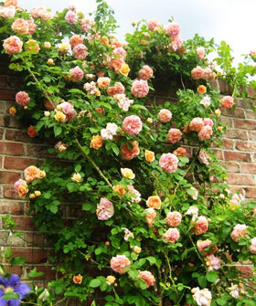 BULBORIUM rose growth and care for strong, flourishing climbers