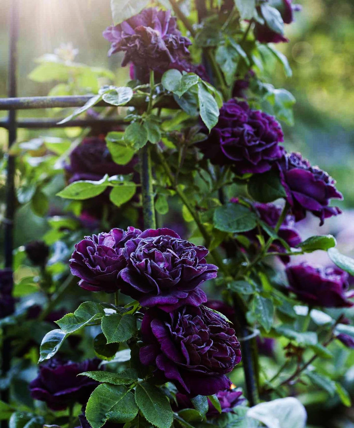 Bulborium rose vine trained on a trellis demonstrating vertical garden interest.