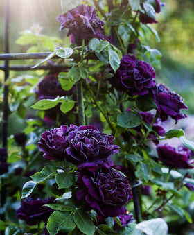 Bulborium rose vine trained on a trellis demonstrating vertical garden interest.