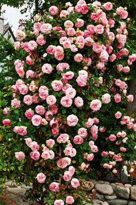 Bulborium 100-seed pack ready for easy planting and rapid garden color.