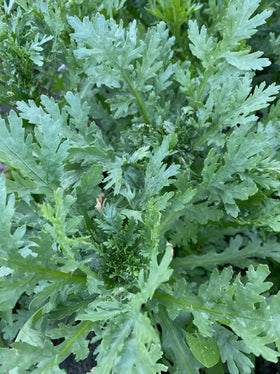 BULBORIUM foliage close-up showing finely serrated leaves for fresh herbs