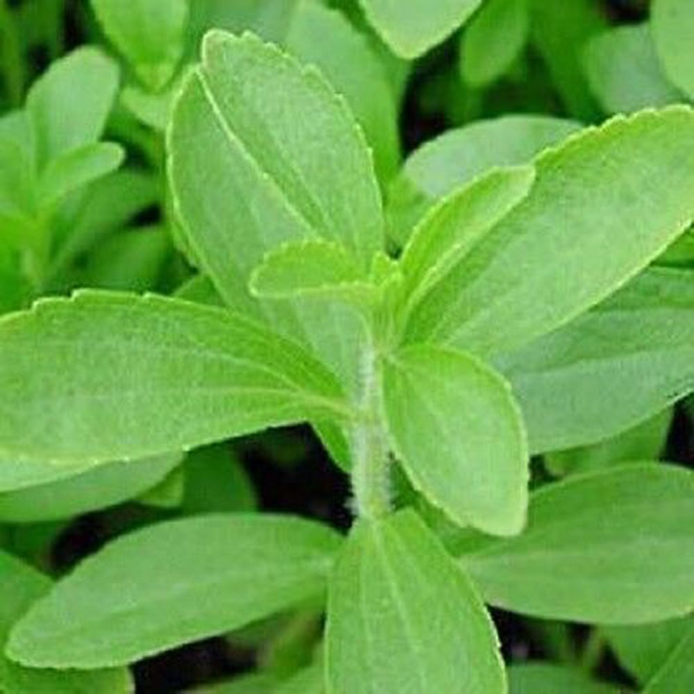 Bulborium Stevia seeds pack close-up for easy home gardening and leaf harvest.