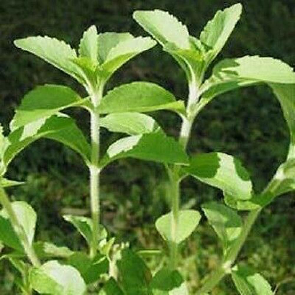 Bulborium Stevia seeds pack garden setup for sunny, moisture-friendly cultivation.