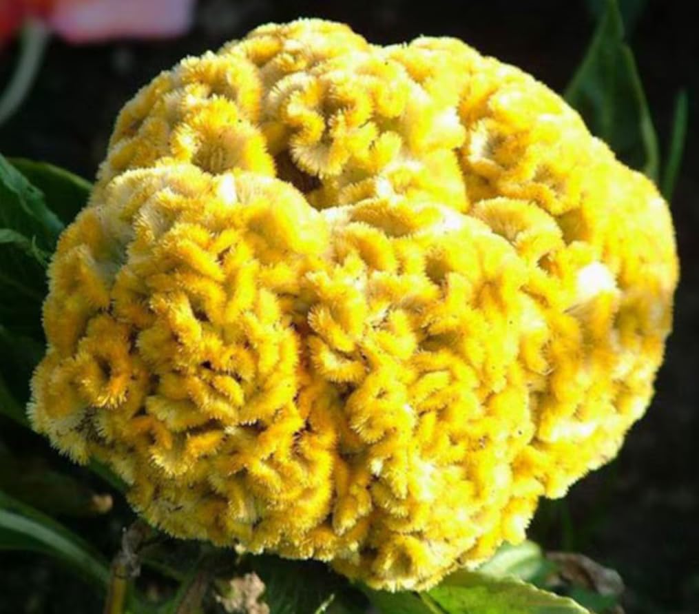 BULBORIUM Cristata blooms in bright summer display for patios and borders.