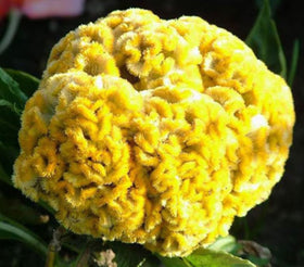 BULBORIUM Cristata blooms in bright summer display for patios and borders.