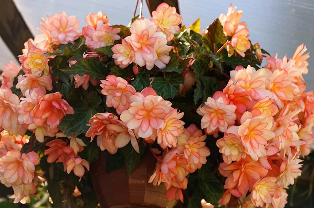BULBORIUM Sunrise Trifecta Begonia seeds for vibrant containers and shaded patios.