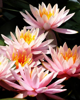 Bulborium Water Lily seeds pond plant for tranquil water corner