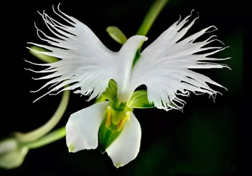 Bulborium White Egret Flower seeds offer dramatic late-summer blooms for gardens.